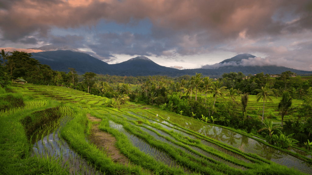 jatih luwih rice fields