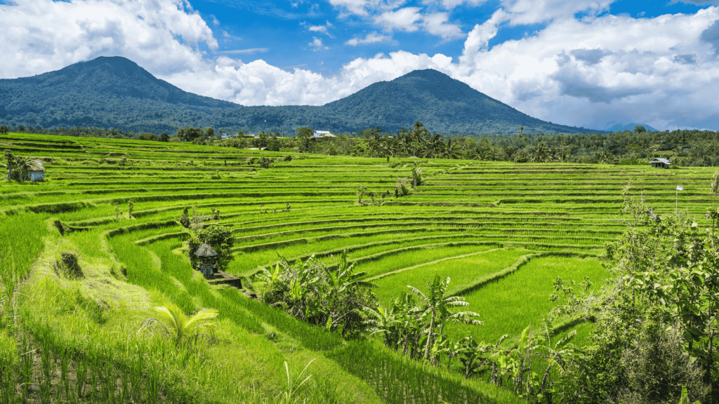 jatih luwih rice fields