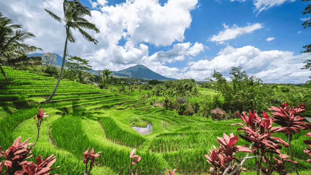 jatih luwih rice fields - Full Day Tour to Water Temples and UNESCO Rice Terraces in Bali