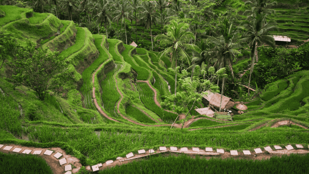 tegalalang rice terrace